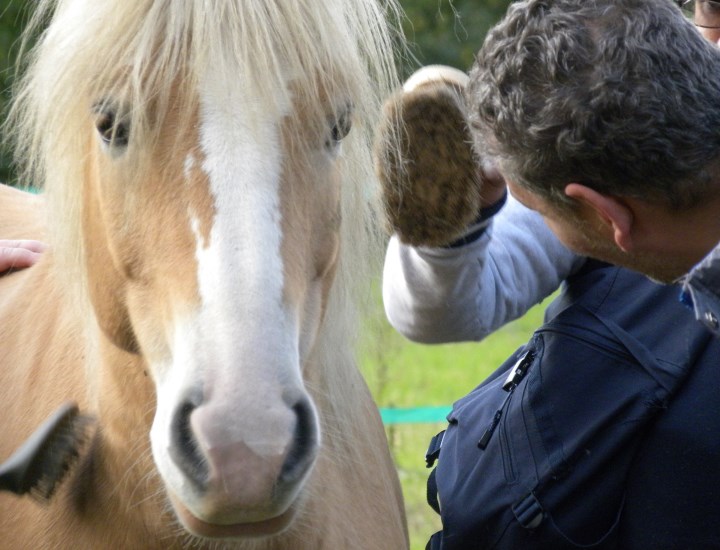 psicologia assisitita con il cavallo